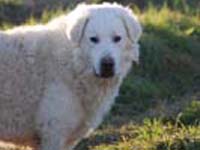 abruzzese shepherd